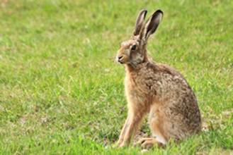Description: Description: Brown hare - Lepus europaeus